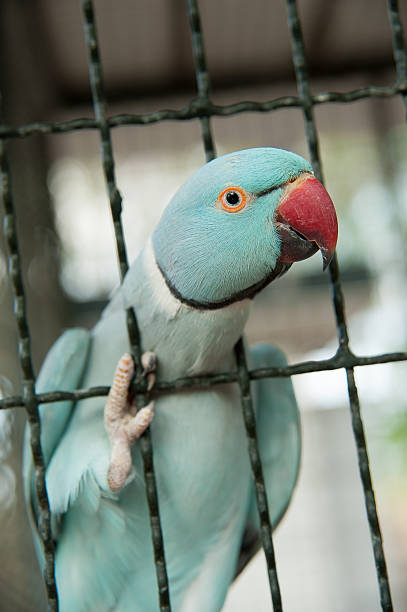 istock Parrot in the garden 509554228