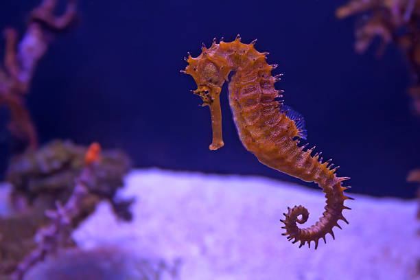 Closeup seahorse in aquarium stock photo