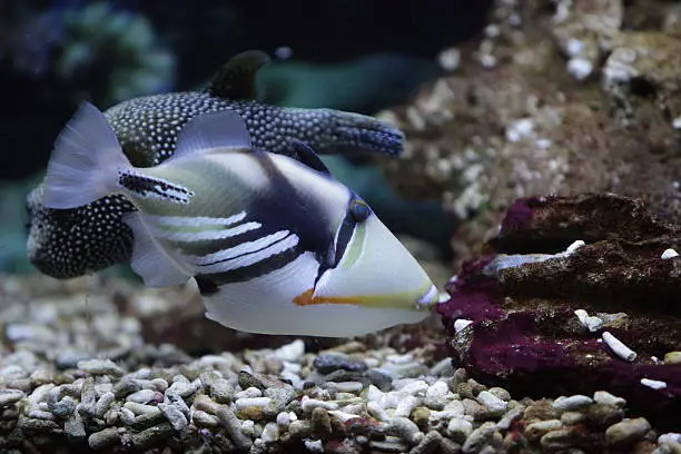 Picasso Triggerfish close to