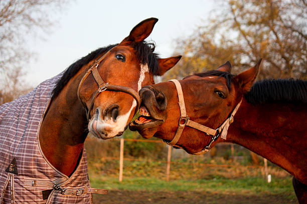 dois cavalos juntos castanho - livestock horse bay animal imagens e fotografias de stock