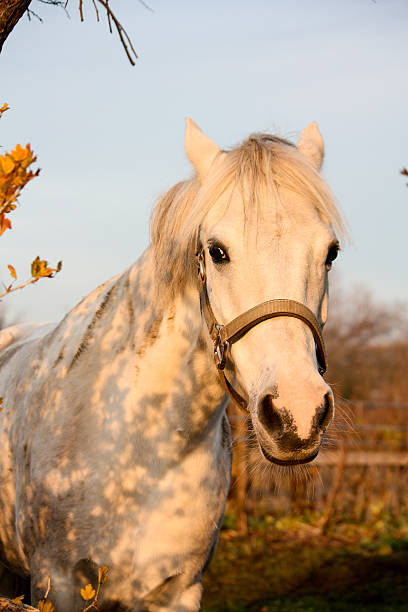 istock Cute gray pony portrait in the paddock 509558122