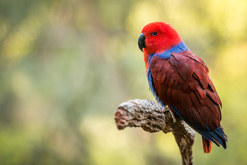 The eclectus parrot (Eclectus roratus) is a parrot native to the north-eastern Australia, New Guinea and nearby islands, Solomon Islands, Sumba, and the Maluku Islands (Moluccas). It is unusual in the parrot family for its extreme sexual dimorphism of the colours of the plumage; the male having a mostly bright emerald green plumage and the female a mostly bright red and purple/blue plumage. The grand eclectus female is mostly bright red with a darker hue on the back and wings.