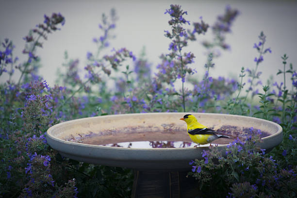 lucherino americano sulla mangiatoia per uccelli - birdbath foto e immagini stock