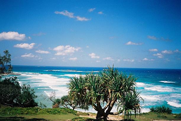 istock Wild tree on the coast of Pacific ocean 509561201