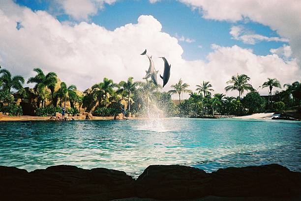 delfiny skokowy nad wodą - skokowy zdjęcia i obrazy z banku zdjęć
