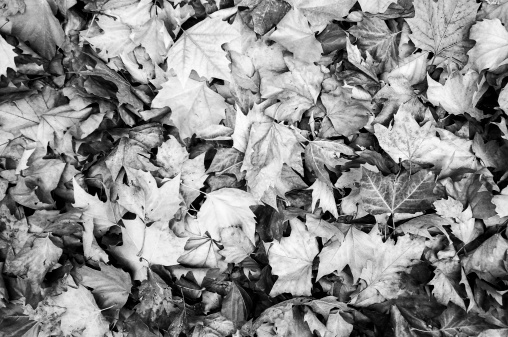 A pile of leaves is randomly scattered around the ground. (Scanned from black and white film.)