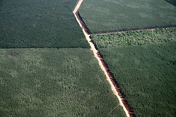 luftbild von eukalyptus plantation in brasilien - homegrown produce environment green forest stock-fotos und bilder