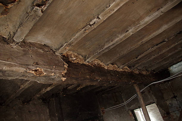 istock Ceiling of on ld farmhouse 509561494