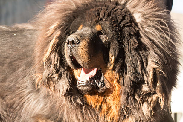 Can A Tibetan Mastiff Kill A Lion Tibetan Mastiff Attack Lion