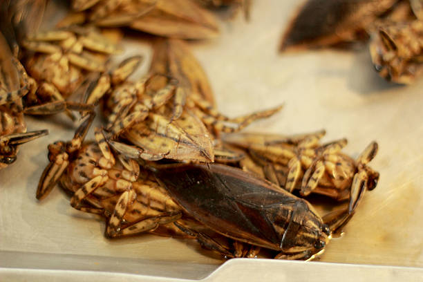 istock close up of fried insect 509564049