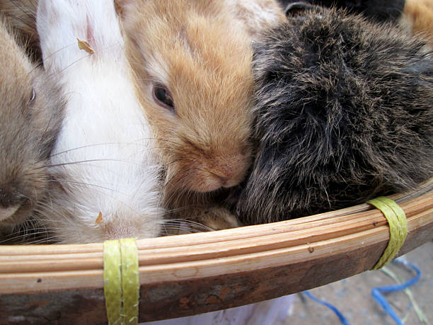 istock lot rabbits for sale 509564139