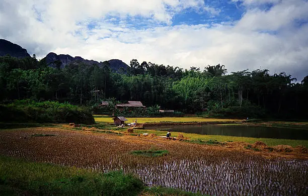 Ricefield in Indonesia a warm afternoon.