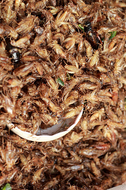 istock close up of fried insect 509565059
