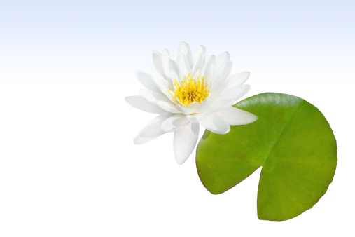 white water lily with leaf exposed