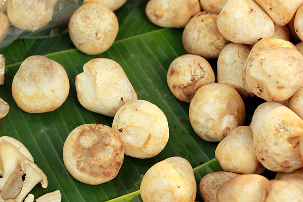 istock fresh mushrooms in the market 509565919