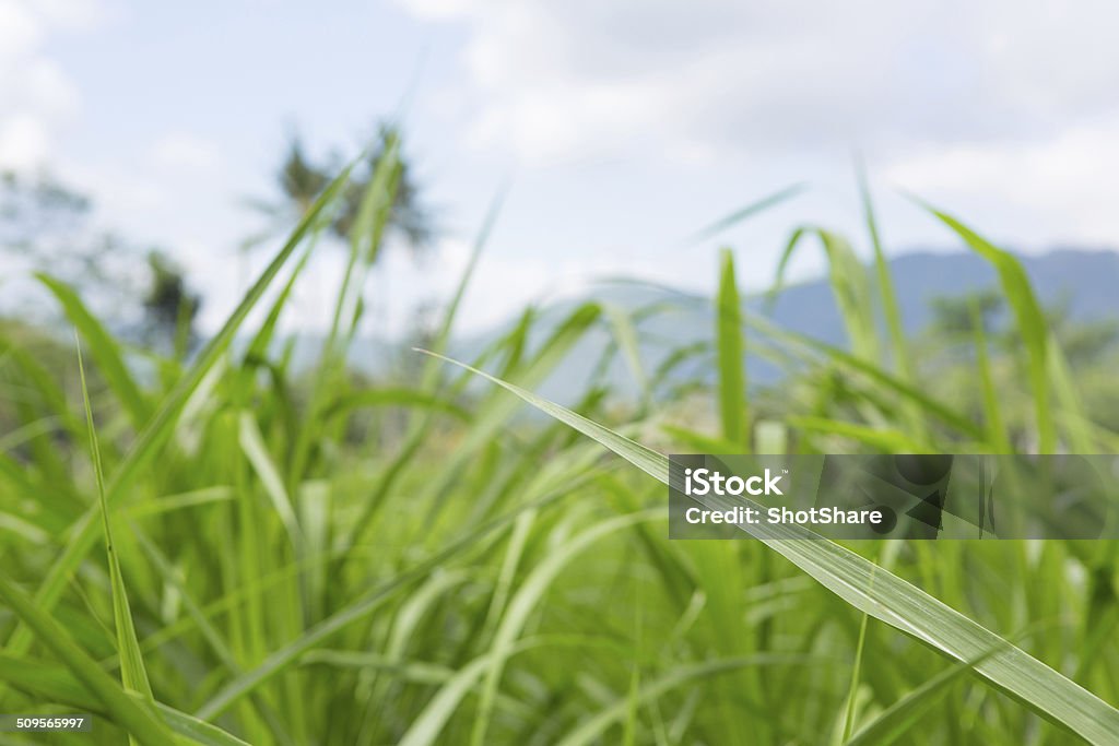 Blade of grass Blade of grass, selective focus Agricultural Field Stock Photo