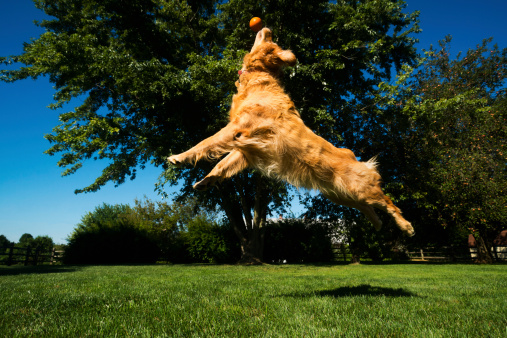 Golden Retriever jumping for ball playing Fetch