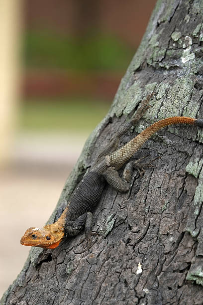 istock Agama called also Margouillat in Western Africa 509566949