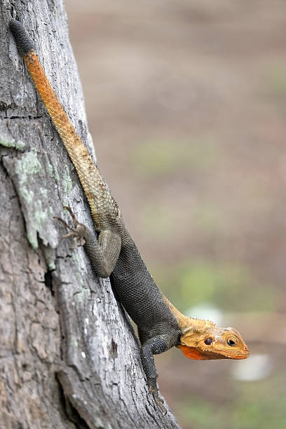 istock Agama called also Margouillat in Western Africa 509566965