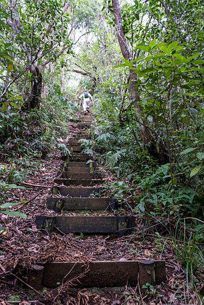 istock Hiking in the rainforest, Reunion Island 509568209