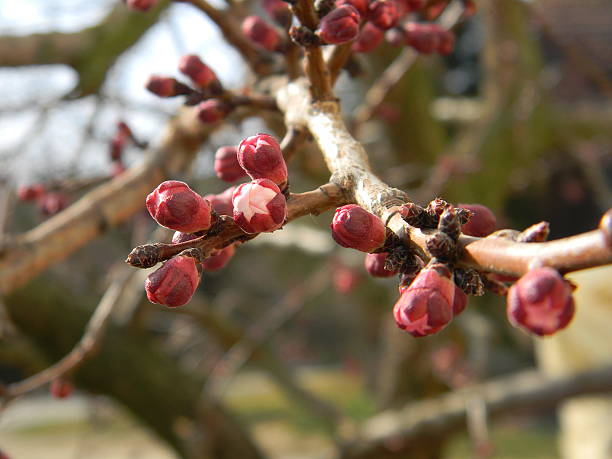 istock apricot blossom branch 509582767