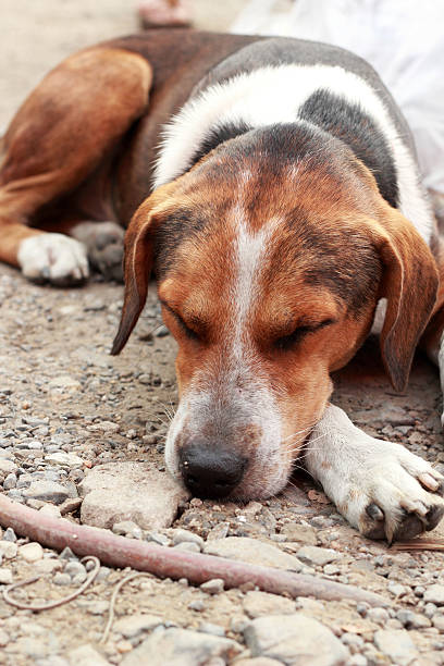 istock Close up of dog sleeping 509583171