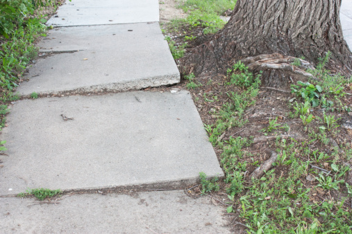 Sidewalk disheveled by tree roots
