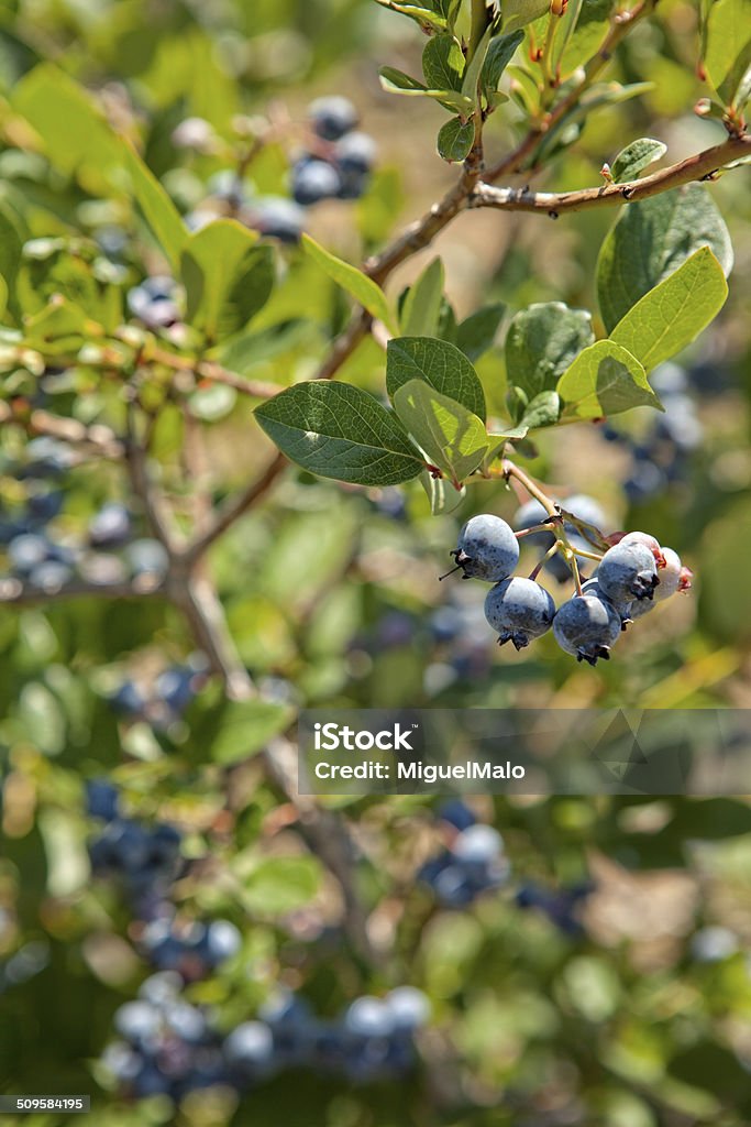 Blueberries Blueberries ready for picking,Fruit,Ripe,Crop, Agriculture, Organic,Antioxidant,Vegan, Snack Agriculture Stock Photo