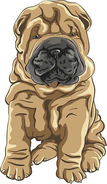 illustrazioni stock, clip art, cartoni animati e icone di tendenza di vettore carino rosso shar pei cucciolo cane sorrisi - cute animal purebred dog brown