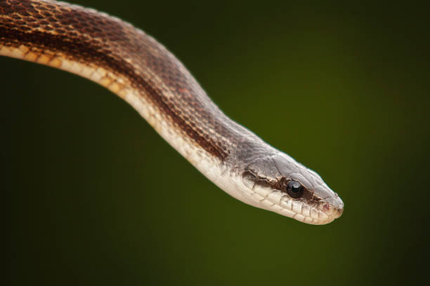 istock Gray Rat Snake Portrait 509585971
