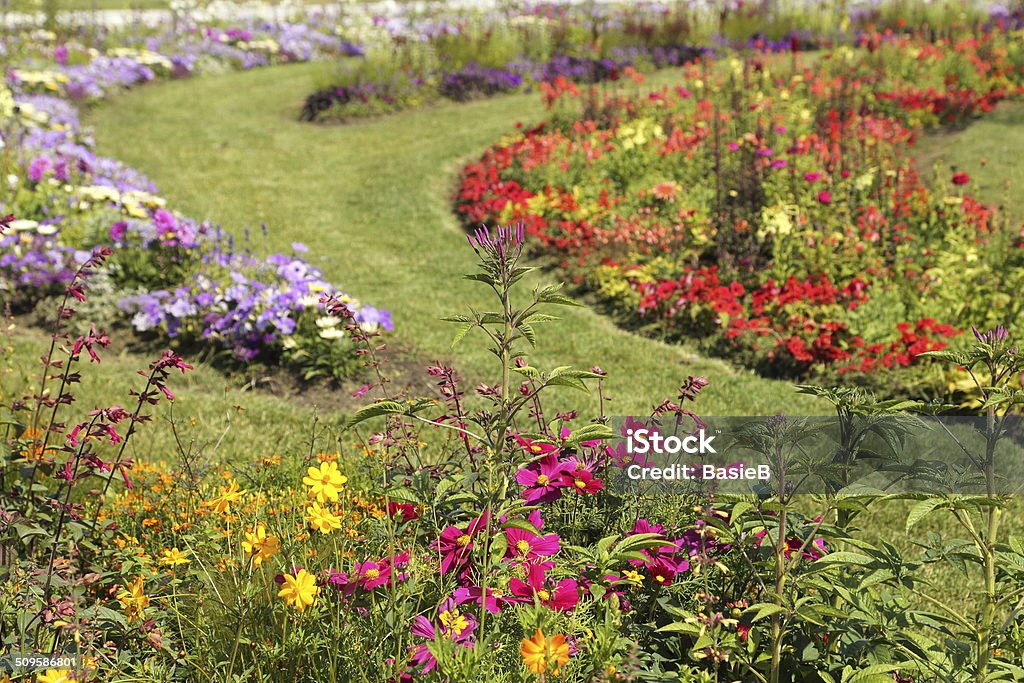 Flower garden im Sommer - Lizenzfrei Blau Stock-Foto