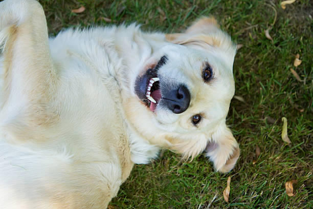 istock Laughing golden retriever 509587827