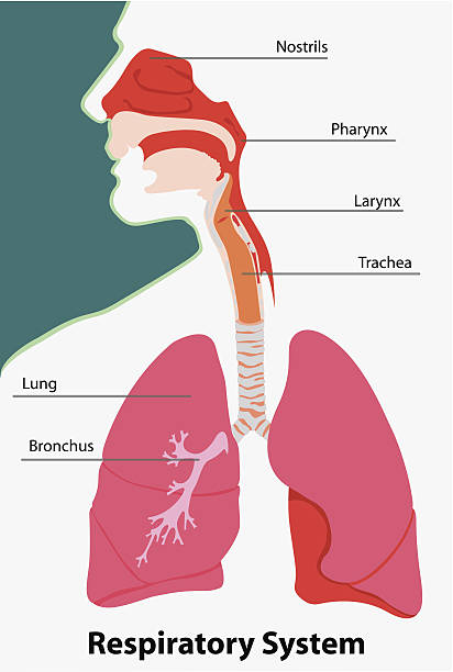 Anatomy of the respiratory system terrestrial vertebrates Illustration representing Anatomy of respiratory system terrestrial vertebrates larynx stock illustrations