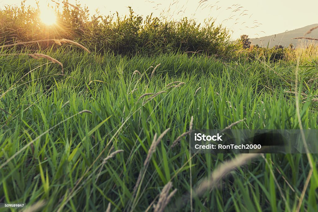 Champ d'Herbe au coucher du soleil - Photo de Fléole des prés libre de droits