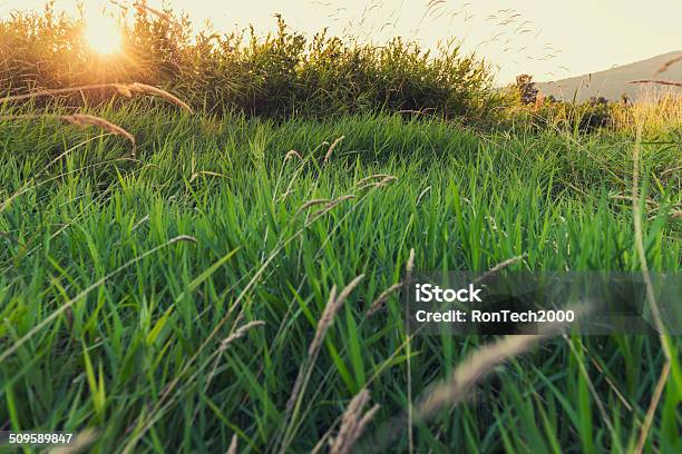 Photo libre de droit de Champ Dherbe Au Coucher Du Soleil banque d'images et plus d'images libres de droit de Fléole des prés - Fléole des prés, Champ, Prairie