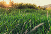 Field Of Grass At Sunset
