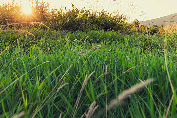 Field Of Grass At Sunset stock photo