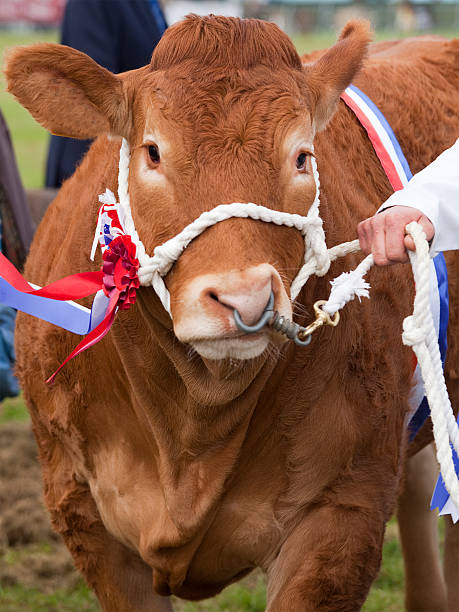 istock Champion Limousin Cow at Agricultural Show 509608217