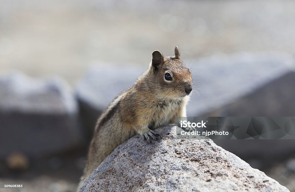 Chipmunk On A Rock This image shows a chipmunk perched on a rock in a subalpine meadow in Mount Rainier National Park. Animal Stock Photo