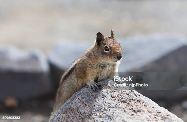 Chipmunk On A Rock Stock Photo - Download Image Now - Animal, Animal Hair, Animal Wildlife