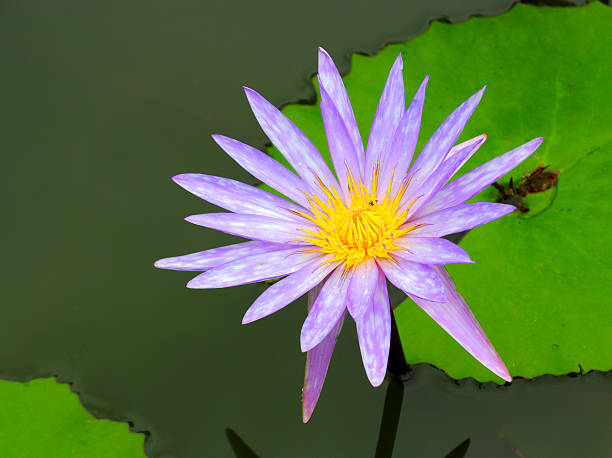 istock Lotus  flower Beautiful water lily 509608851