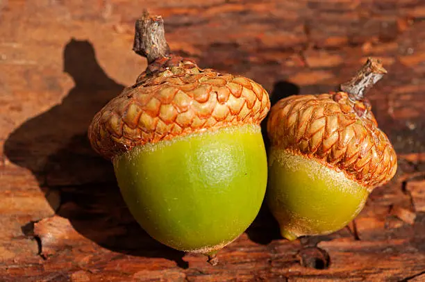 Two natural acorns close-up