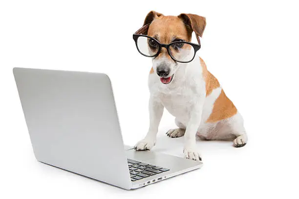 Photo of Dog with Computer