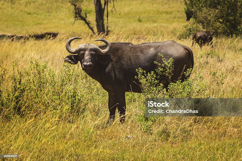 Kenya, East Africa - African Buffalo on the Masai Mara Wild African buffalo on the Masai Mara in Kenya, East Africa. Distracted by the presence of the photographer, this animal looks right into the camera lens.  They are known to be dangerous to human beings.  Photo shot in the afternoon sunlight; horizontal format. Copy space. No people. Africa Stock Photo