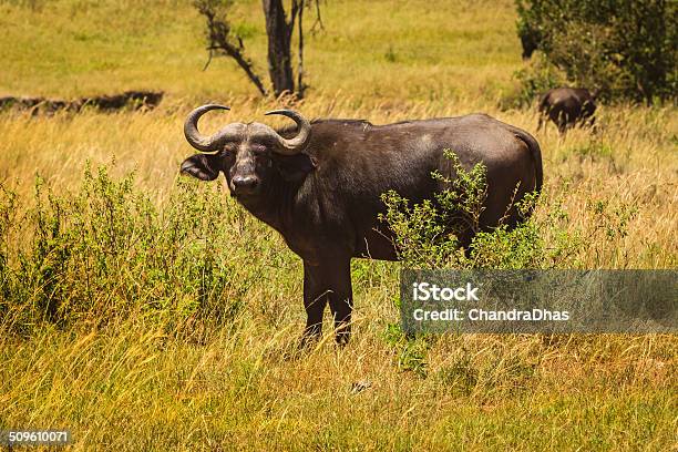Kenya East Africa African Buffalo On The Masai Mara Stock Photo - Download Image Now