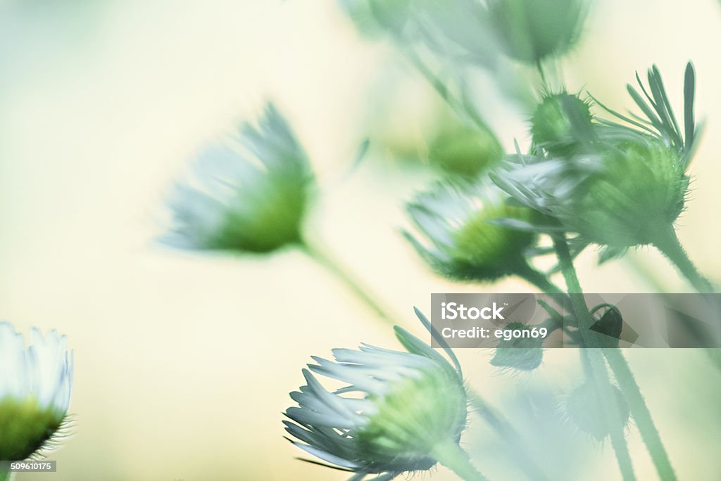 daisies Daisies on meadow in the wind. Abstract Stock Photo