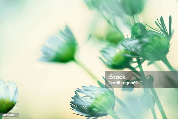 Daisies Stock Photo - Download Image Now - Abstract, Agricultural Field, Agriculture