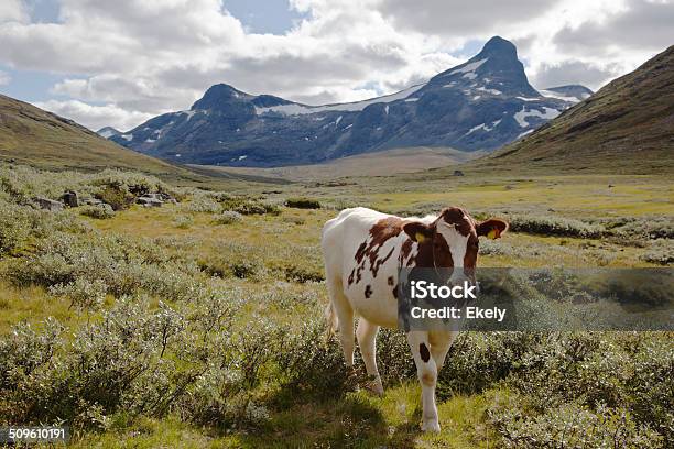 Bovino In Moutain - Fotografie stock e altre immagini di Ambientazione esterna - Ambientazione esterna, Animale, Bovino