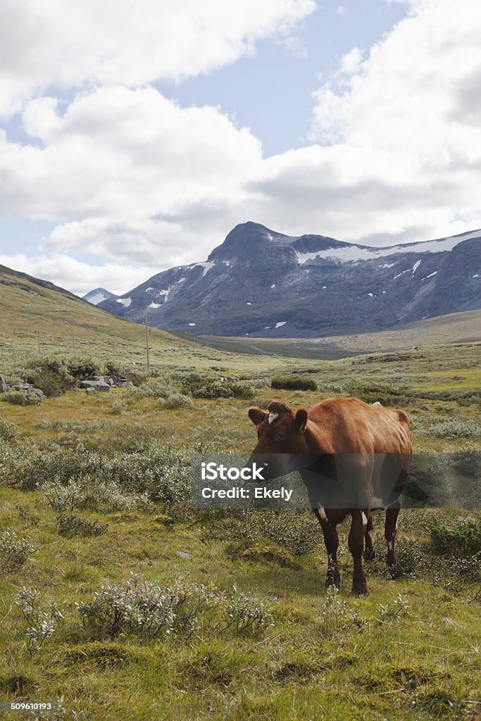 牛の山。 - ヨートンハイメン国立公園のロイヤリティフリーストックフォト