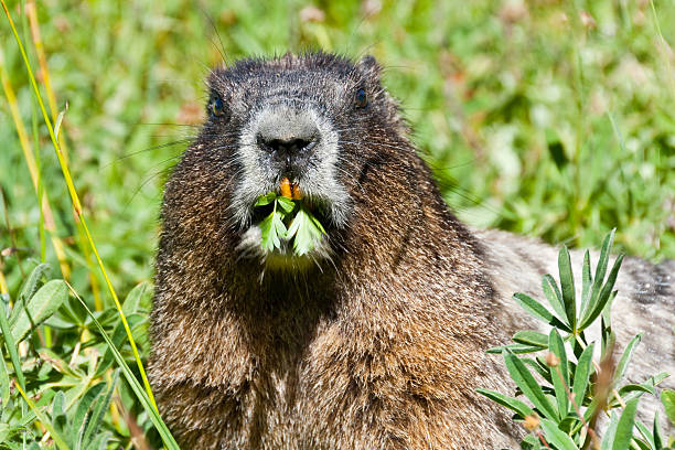 Mount Evans, Clear Creek County, Fronte Range of the Rocky Mountains, Colorado, USA: yellow-bellied marmot (Marmota flaviventris) and granite rocks. These marmots  live in the western United States and Canada, including the Sierra Nevada and the Rocky Mountains, in high alpine regions at around 2000 meters. They hibernate for approximately eight months starting in September and lasting through the winter.